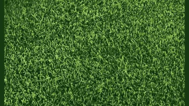 Rumput Lapangan Futsal